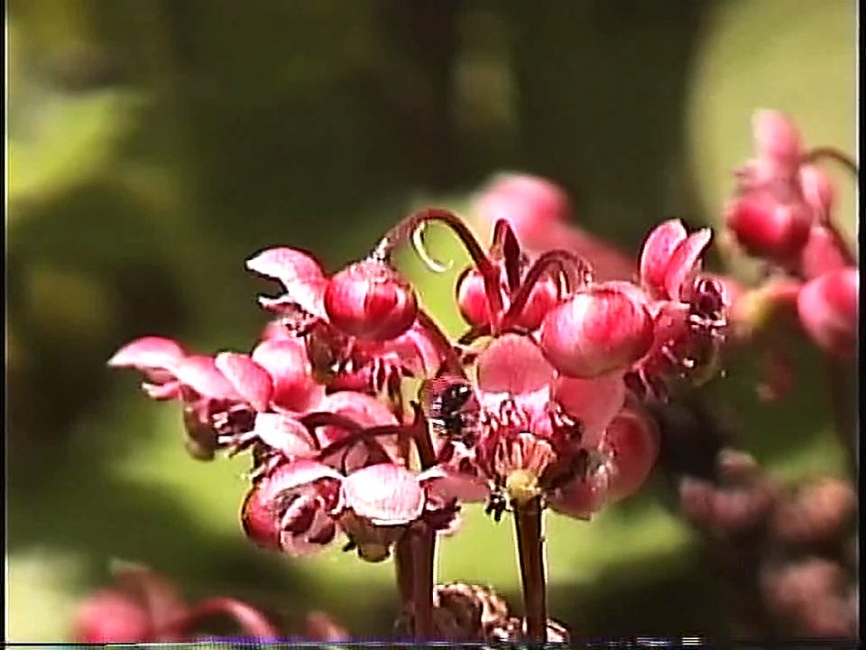 Bella Coola Natural History: Kermode Bear, Tent Caterpillars, Cedar Waxwings, Grizzly Bear