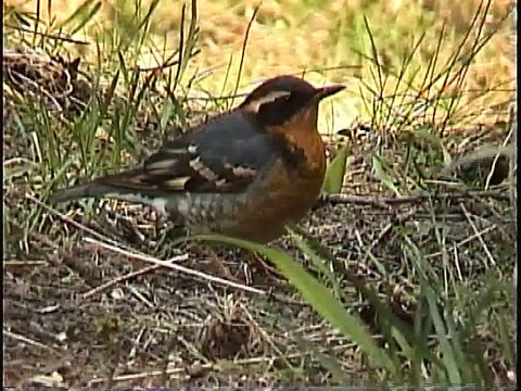 Bella Coola Natural History: Barrow's Goldeneye, Red Fox, Fox Sparrow, Red-breasted Sapsucker, Green-winged Teal