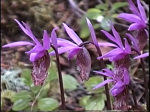 Bella Coola Natural History: Angelwing Butterfly, Rufous Hummingbird, Bald Eagle