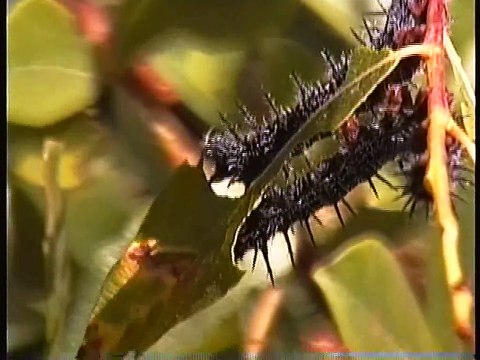 Bella Coola Natural History: California Gulls, Salmon, Blue-winged Teal