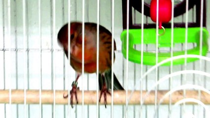 Red Necked Bird audio calls