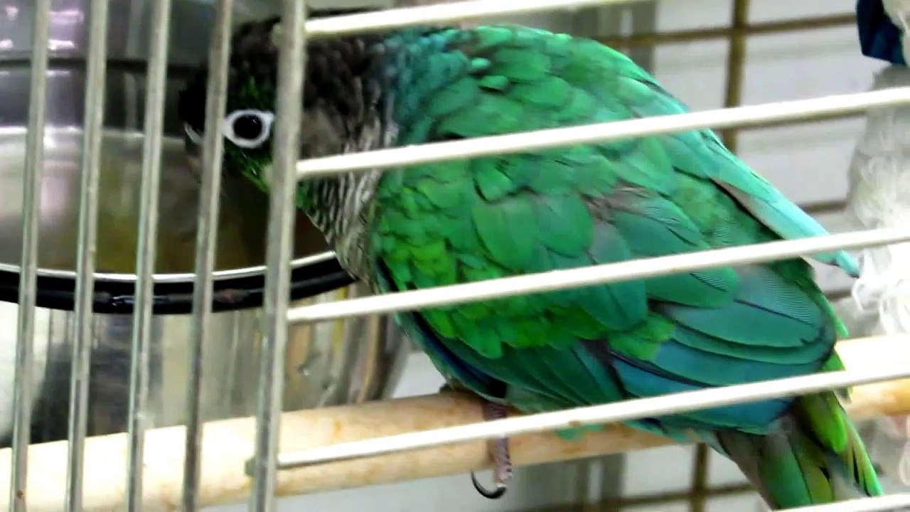 Rare Green Parrot Singing