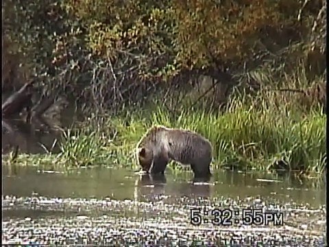 Bella Coola Natural History: Grizzly Bear, Great Blue Heron