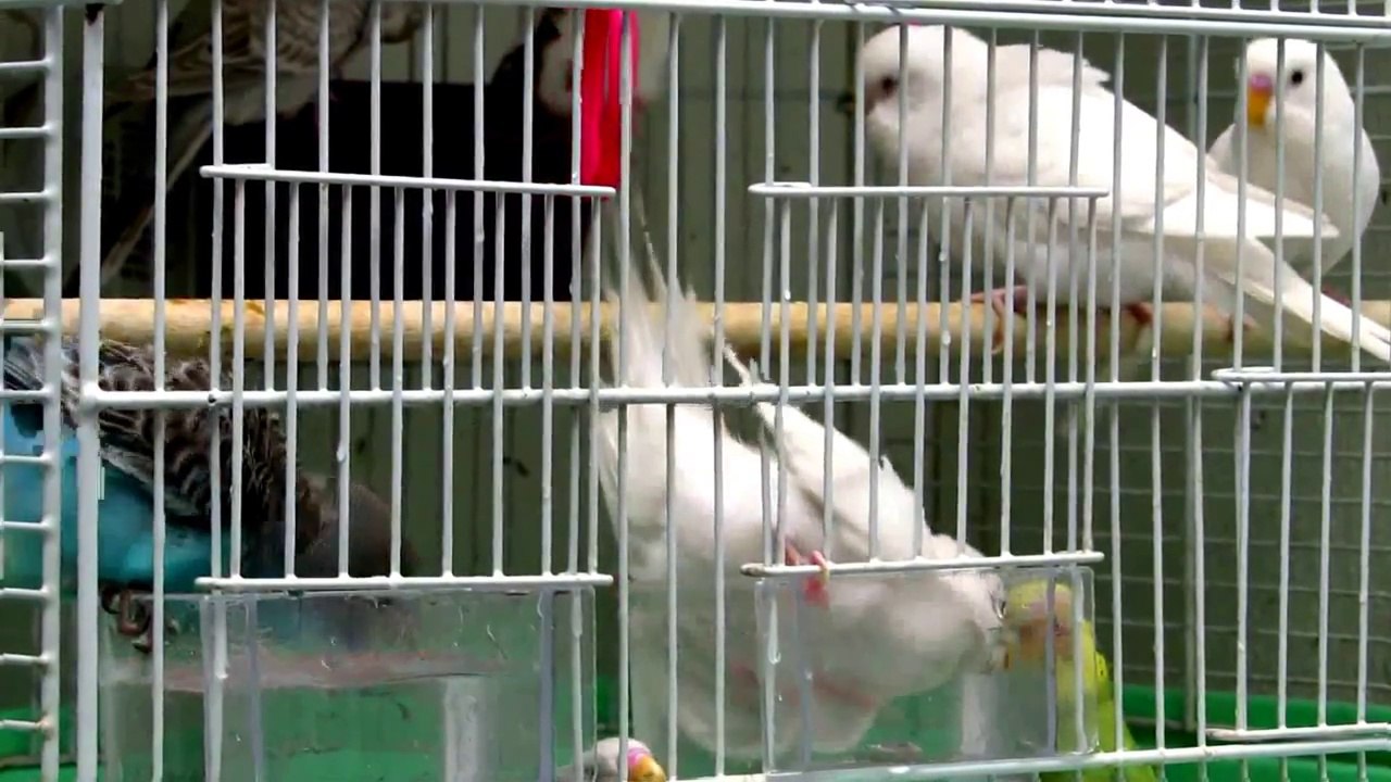 Crazy Love Birds