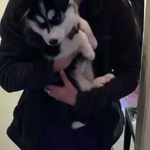 (108) Talking Husky Pup