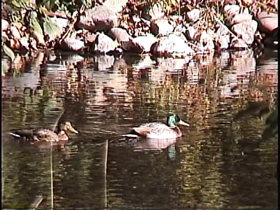Bella Coola Natural History: Grizzly Bear, Green-winged Teal, Ruffed Grouse, Bald Eagle