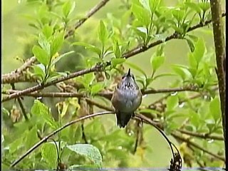 Bella Coola Natural History: Red-winged Blackbird, House Finch, Evening Grosbeak, Tent Caterpillars