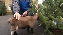 The orphan pygmy goat