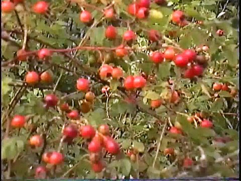 Bella Coola Natural History: Grizzly Bear , Black Bear, Bald Eagle