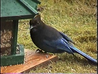 Bella Coola Natural History: Pine Siskin, Oregon Junco, Spotted Towhee, Cassin's Finch, Sharp-shinned Hawk