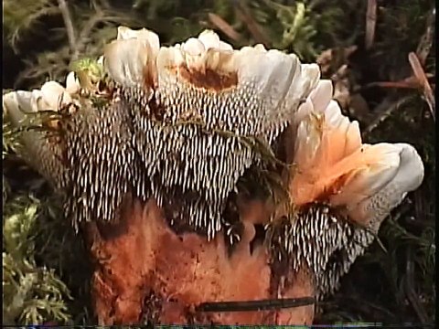 Bella Coola Natural History: Black Bear, Grizzly Bear