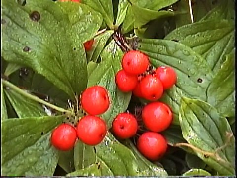 Bella Coola Natural History: Grizzly Bear, Caterpillar, Black Bear