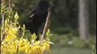 Bella Coola Natural History: Northern Pygmy-Owl, Yellow-headed Blackbird, White-throated Sparrow, Black-headed Grosbeak, Brewer's Blackbird