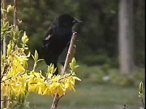Bella Coola Natural History: Northern Pygmy-Owl, Yellow-headed Blackbird, White-throated Sparrow, Black-headed Grosbeak, Brewer's Blackbird