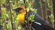 Bella Coola Natural History: Yellow-headed Blackbird, Black-headed Grosbeak, Eurasian Collared-Dove, Spotted Towhee