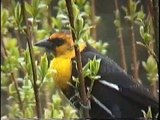 Bella Coola Natural History: Yellow-headed Blackbird, Black-headed Grosbeak, Eurasian Collared-Dove, Spotted Towhee