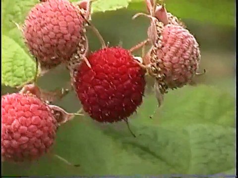 Bella Coola Natural History: Black Bear, Bald Eagle, Common Merganser