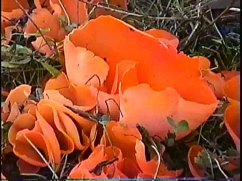 Bella Coola Natural History: Grizzly Bear, Black Bear, Northern Shrike, White-throated Sparrow