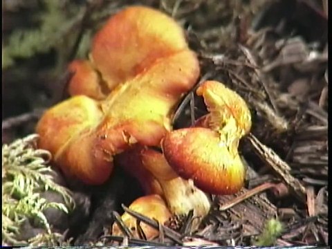 Bella Coola Natural History: Grizzly Bear