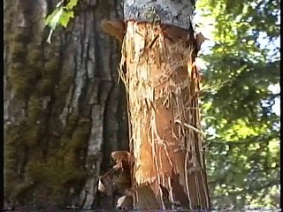 Bella Coola Natural History: Mountain Goats, Brown Black Bear