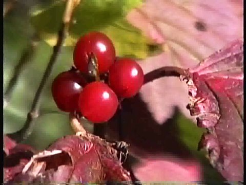 Bella Coola Natural History: Grizzly Bear, Salmon