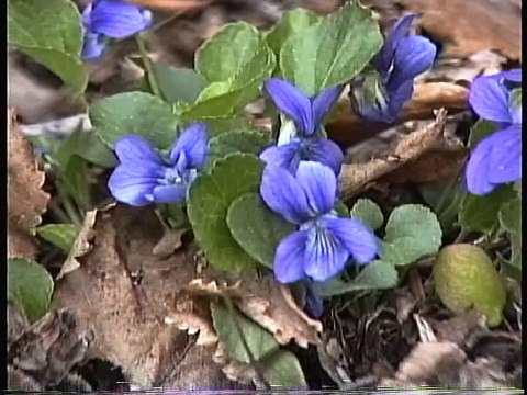 Bella Coola Natural History: Black Bear, Tiger Swallowtail, Grizzly Bear