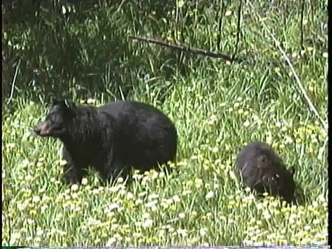 Bella Coola Natural History: Bald Eagle, Pine Martin, Black Bear