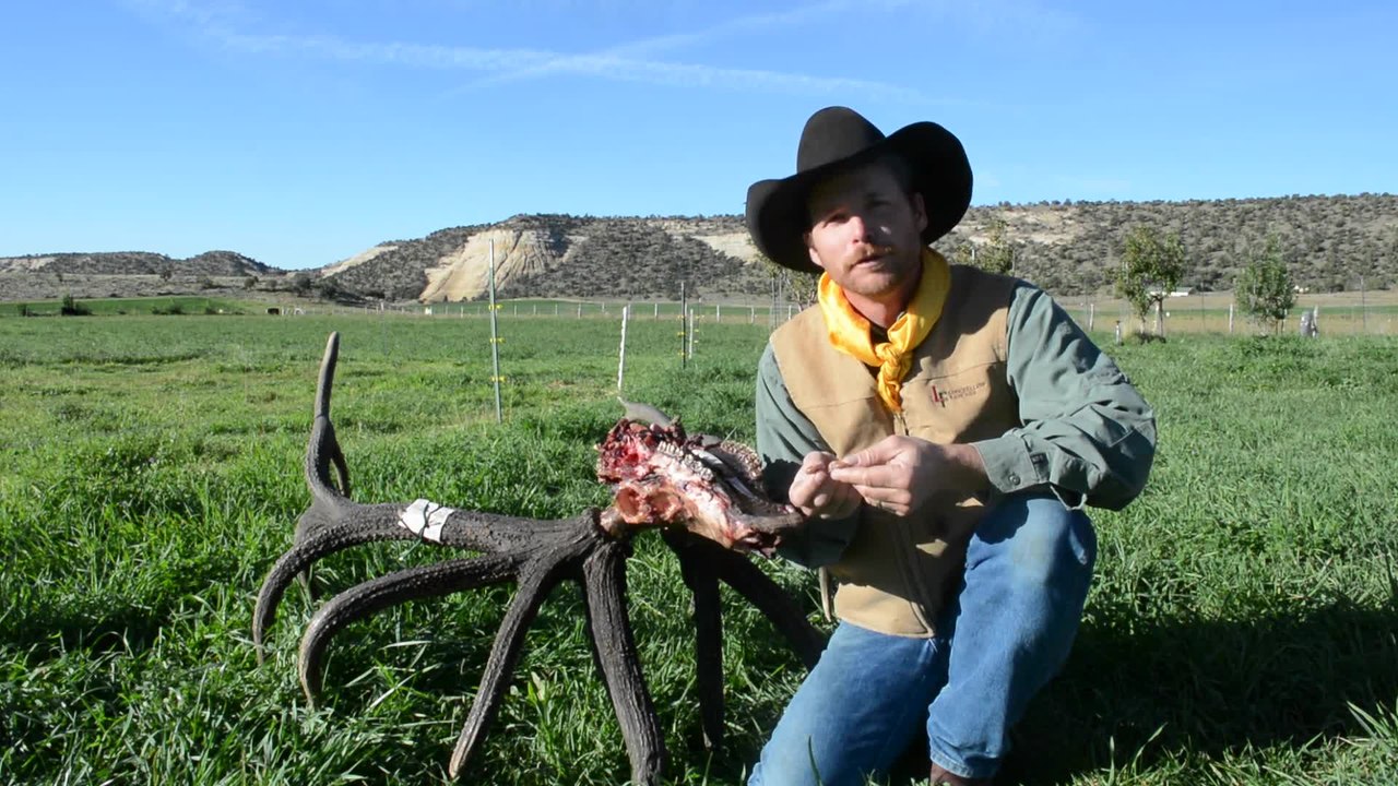 How To Extract Elk Ivories