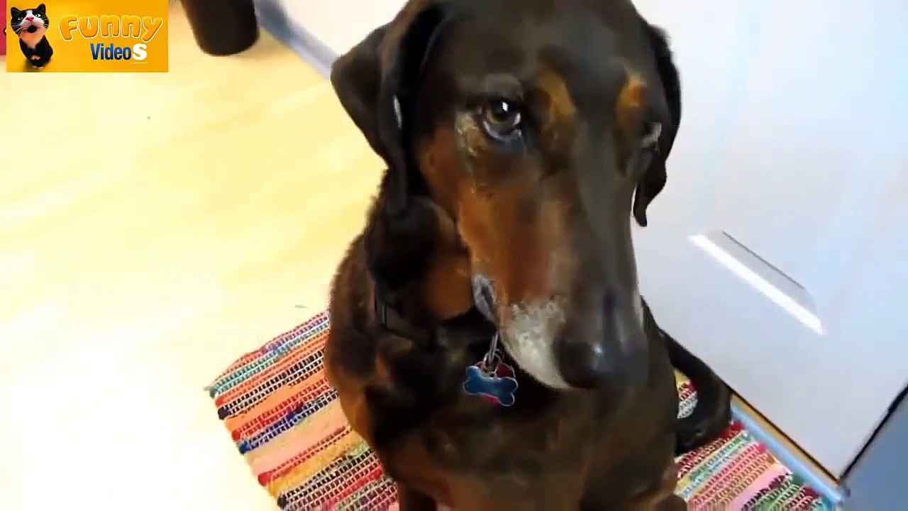 Ultimate Funny Guilty Dog Video Compilation - FUNNY 2014 - HD