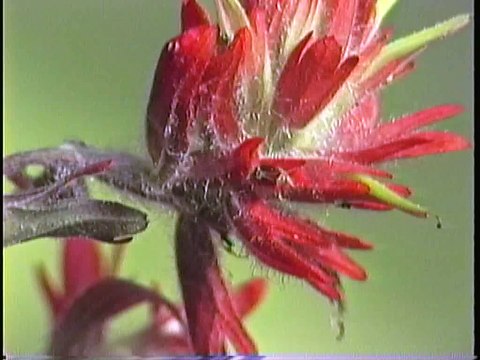 Bella Coola Natural History: Common Nighthawk, Wasp, Grizzly Bear, Sphinx Moth