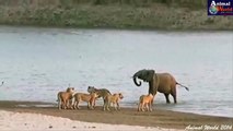 Elephants son survived from 14 Lions and Eagle hunting Cobra