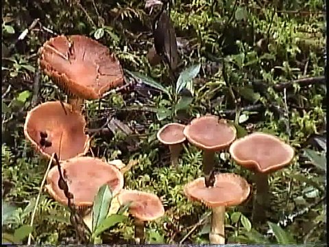 Bella Coola Natural History: American Dipper, Douglas Squirrel, Ruffed Grouse
