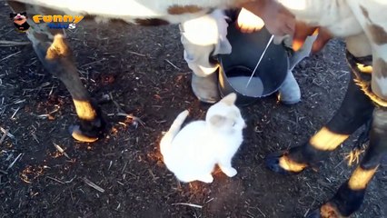 Funny Video 2014 - Cats Enjoy Fresh Milk - HD - 720p