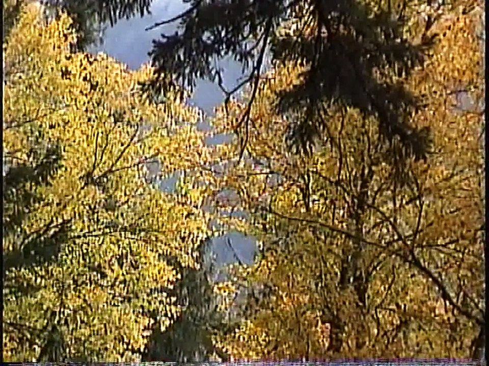 Bella Coola Natural History: Grizzly Bear, Hybrid Glucaucous-winged Gull