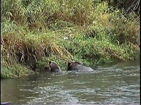 Bella Coola Natural History: Bald Eagle, Grizzly Bear