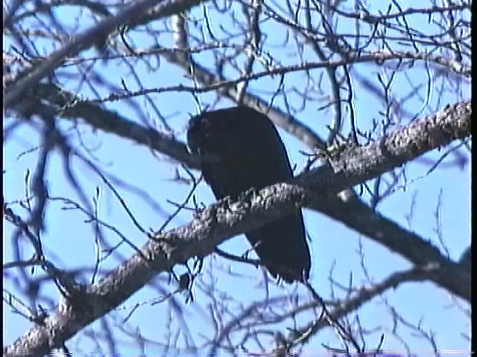 Bella Coola Natural History: Grizzly Bear, Black Bear, White-crowned Sparrow, Lincoln's Sparrow, Brewer's Blackbird