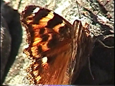 Bella Coola Natural History: Douglas Squirrel, Canada Goose, Deer