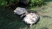 Tortoise stuck on his back, helped by another tortoise! So solidary animals...
