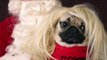 Un chien parodie Mariah Carey - All I Want For Christmas Is Food
