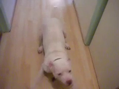 Ce chien déteste les bruits de pets!