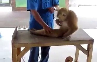 Un singe à la salle de sport