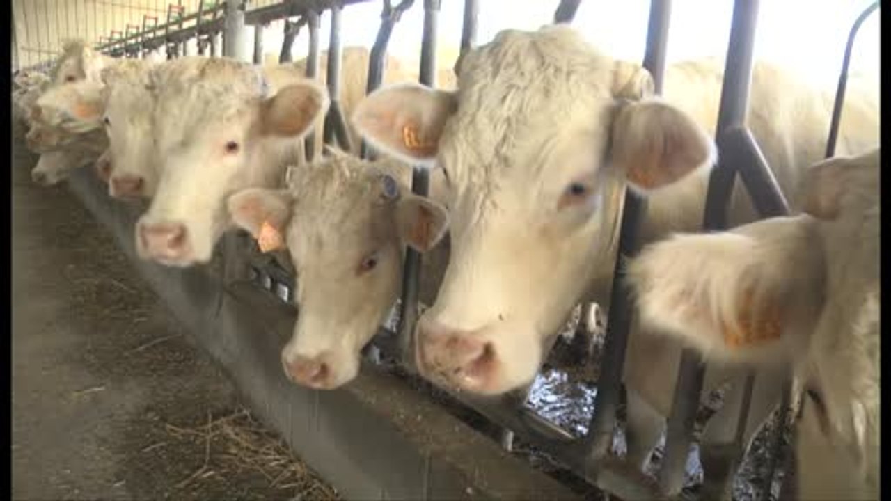 100% Sarthe et le label Boeufs Fermiers du Maine à Parigné l'Evêque (2/2)
