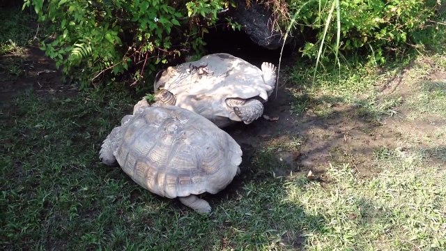 Une tortue aide une autre tortue à se retourner