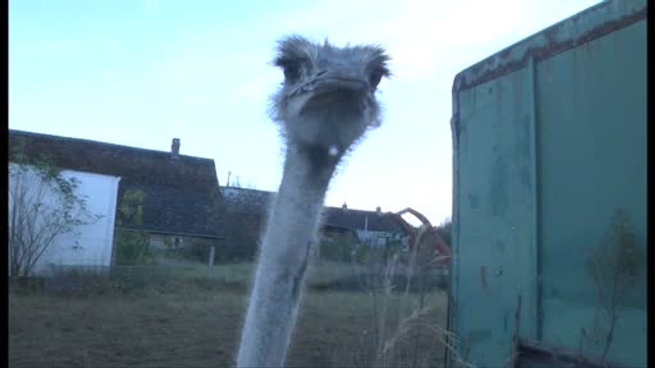 100% Sarthe dans la Vallée des Autruches (2/2)