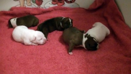 4ème vidéo de chiot staffie de la 18ème portée de Staffordland