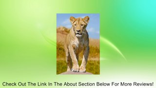 Authentic Collection Lions-3D Lenticular Postcard Set (Pack of 3) Review