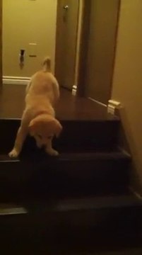 Un chien apprend à un chiot à descendre les escaliers