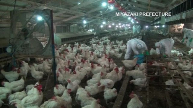 Japan culls 4,000 chickens after bird flu outbreak