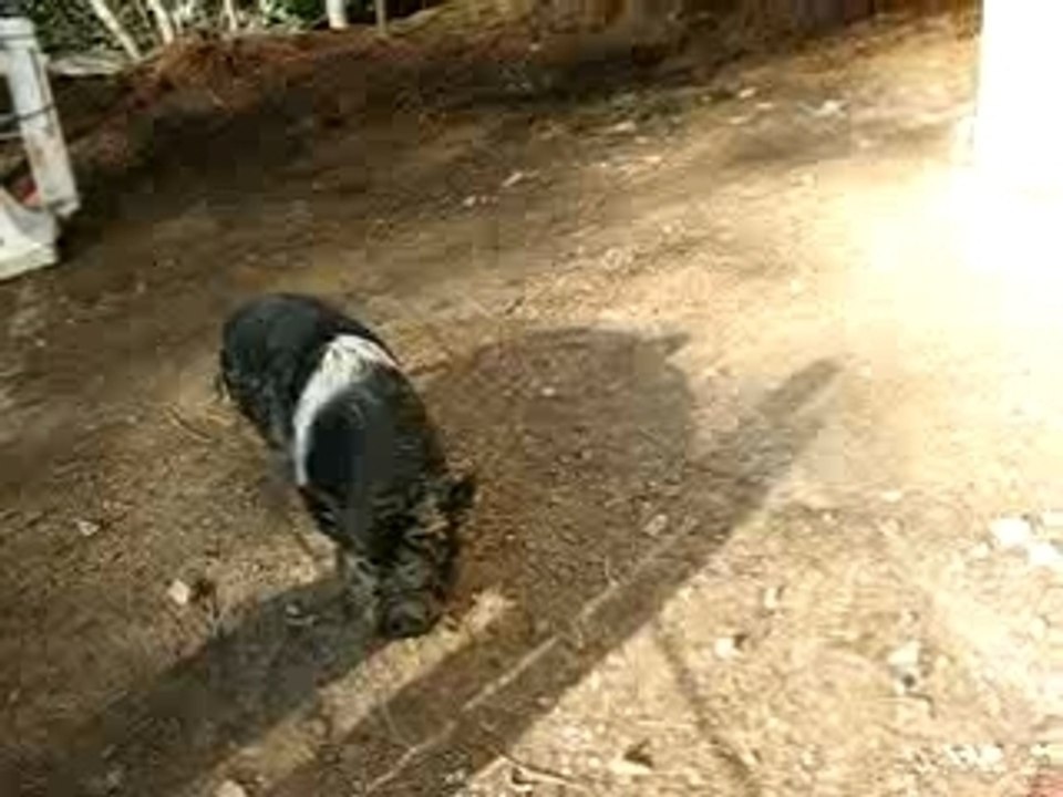 cochon en divagation