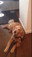 Quand mon chien refuse d'aller se promener